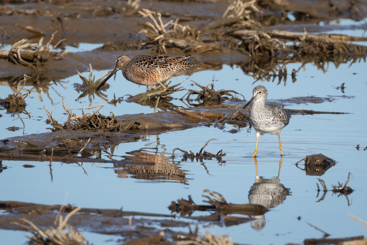 Long-billed Dowitcher - ML446867061