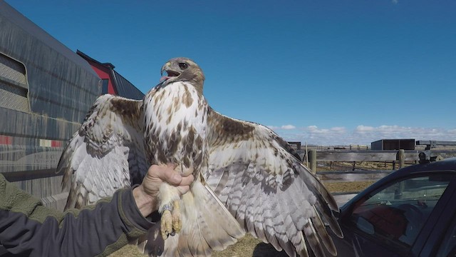 Red-tailed Hawk (abieticola) - ML446869051