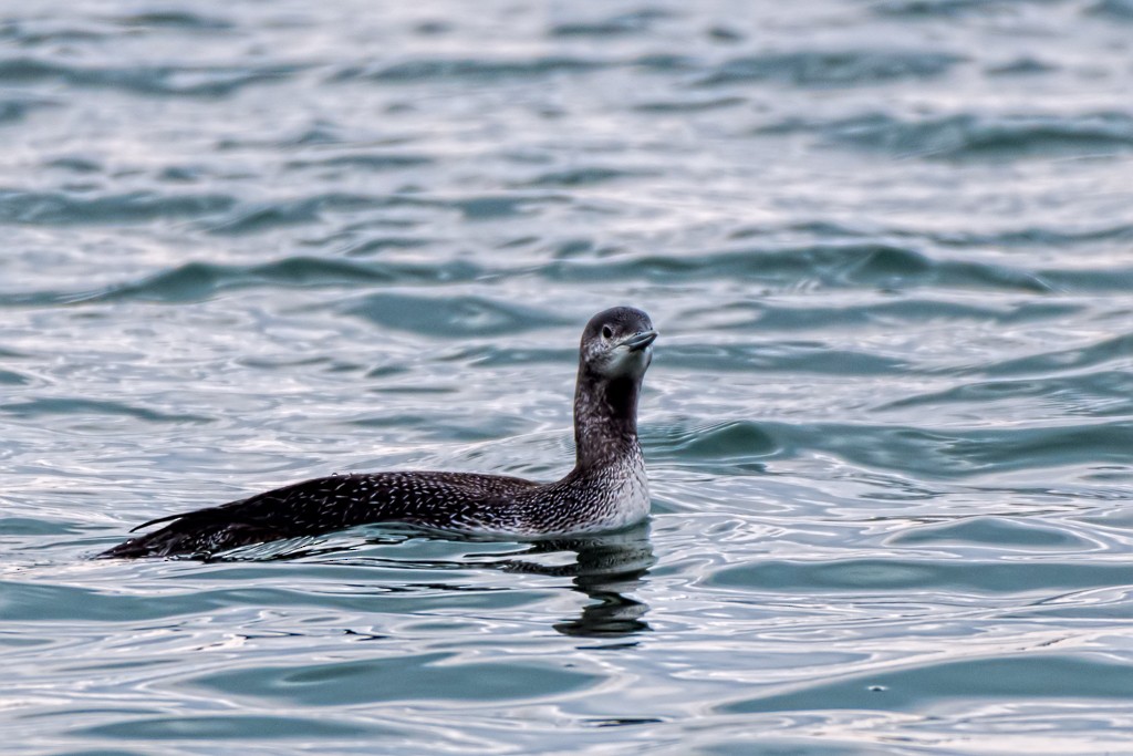 Red-throated Loon - ML44686921