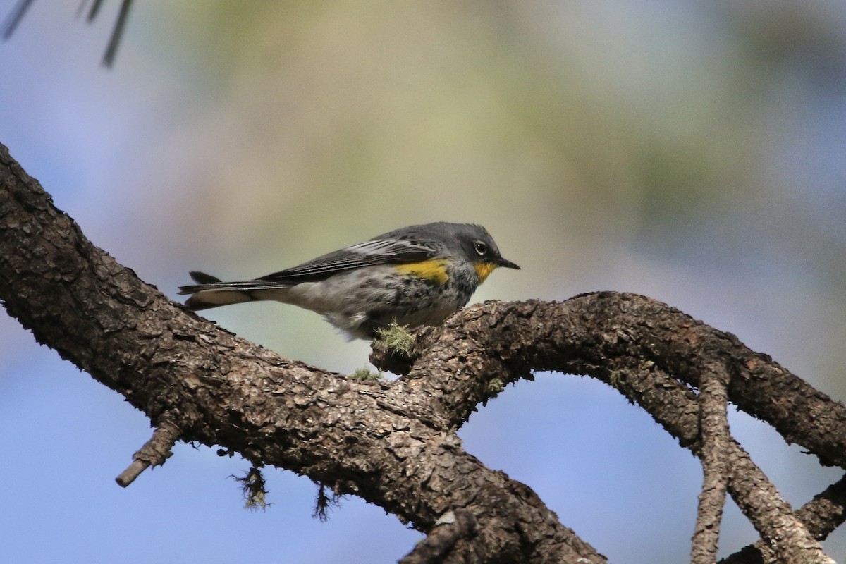 Yellow-rumped Warbler (Audubon's) - ML446870221
