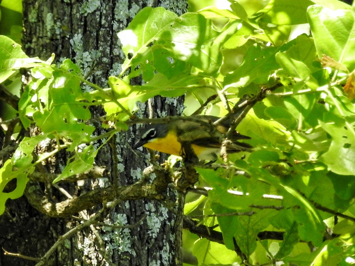 Yellow-breasted Chat - ML446872561