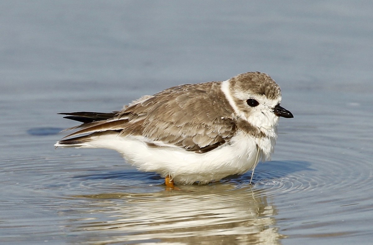 Semipalmated Plover - ML44687291