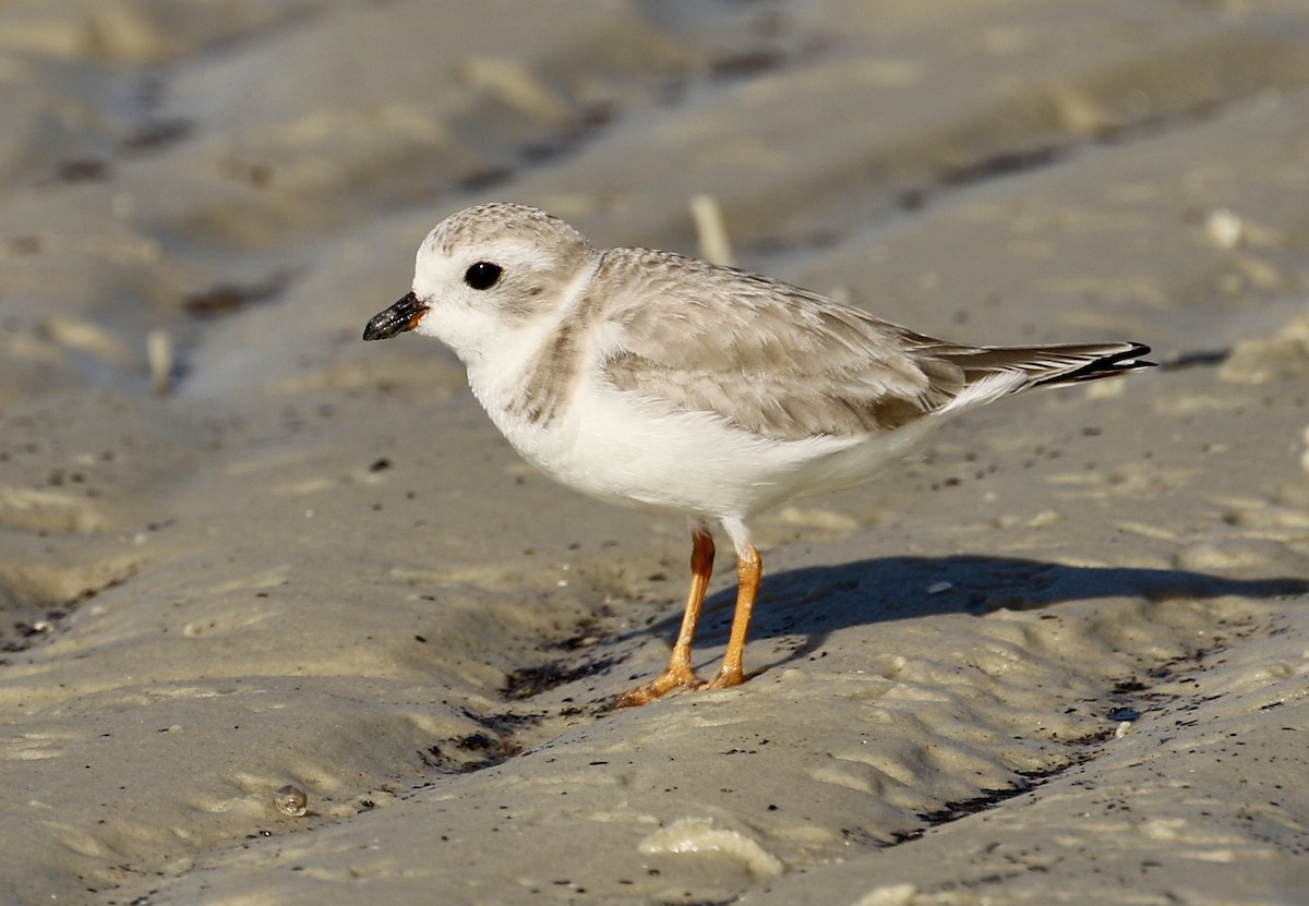 Piping Plover - ML44687591