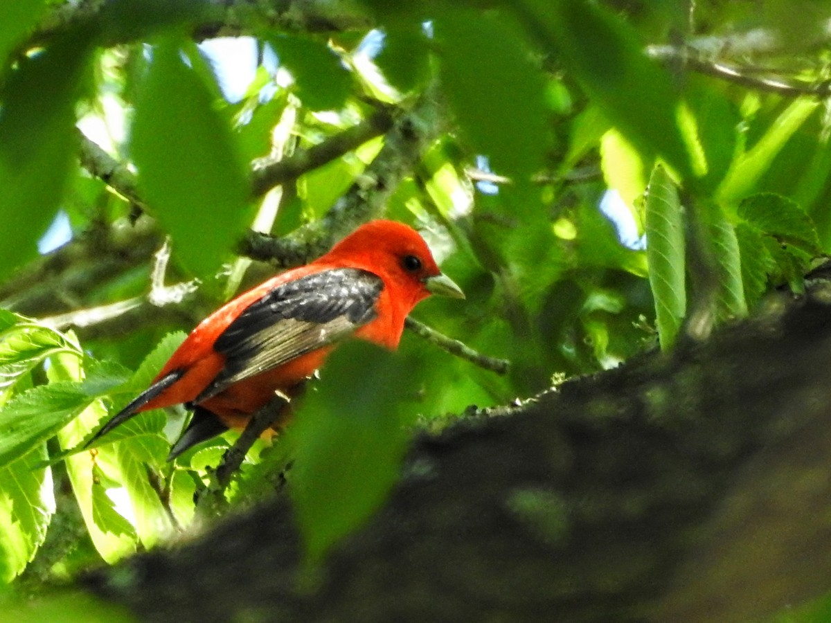 Scarlet Tanager - ML446878291