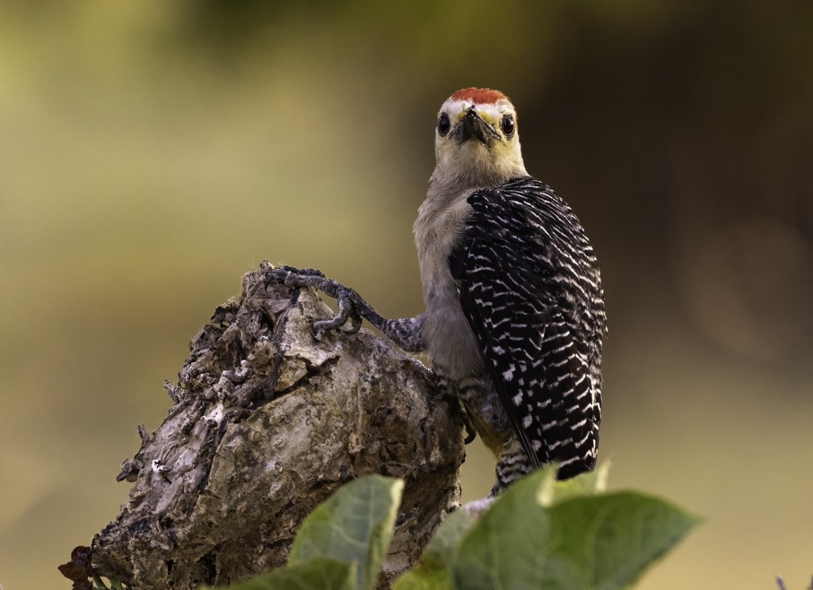Golden-fronted Woodpecker - Sergio Rivero Beneitez