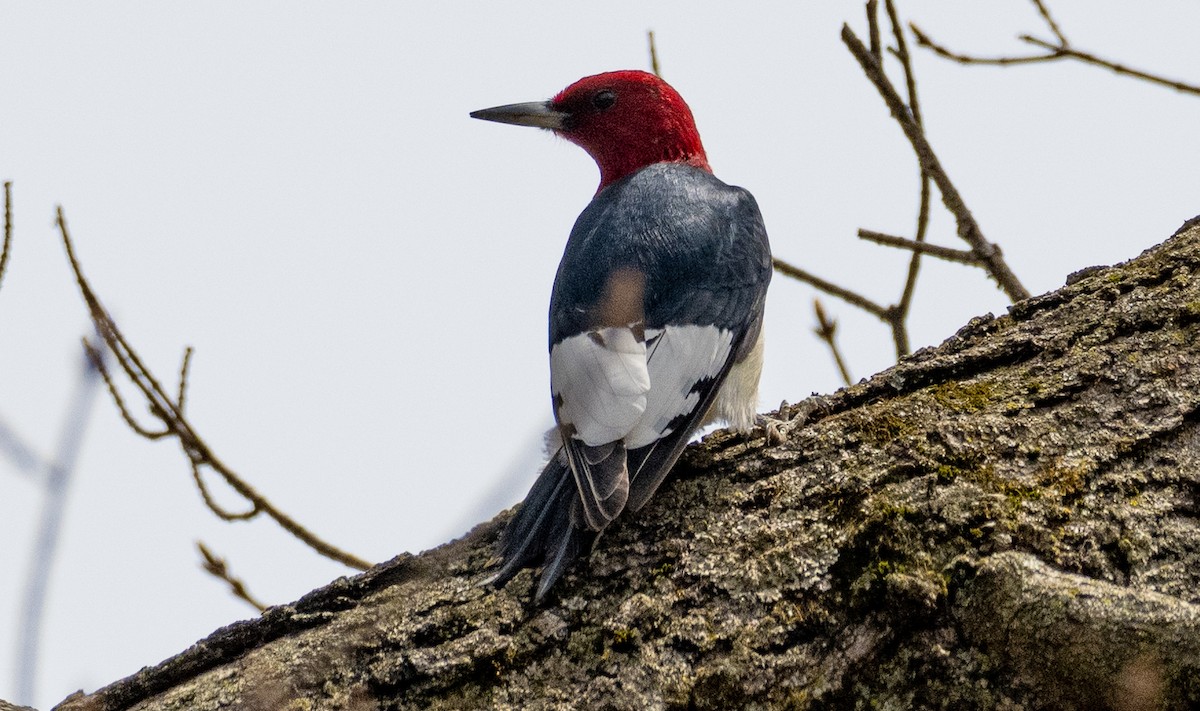 Red-headed Woodpecker - ML446881411