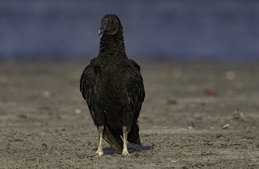 Black Vulture - Sergio Rivero Beneitez