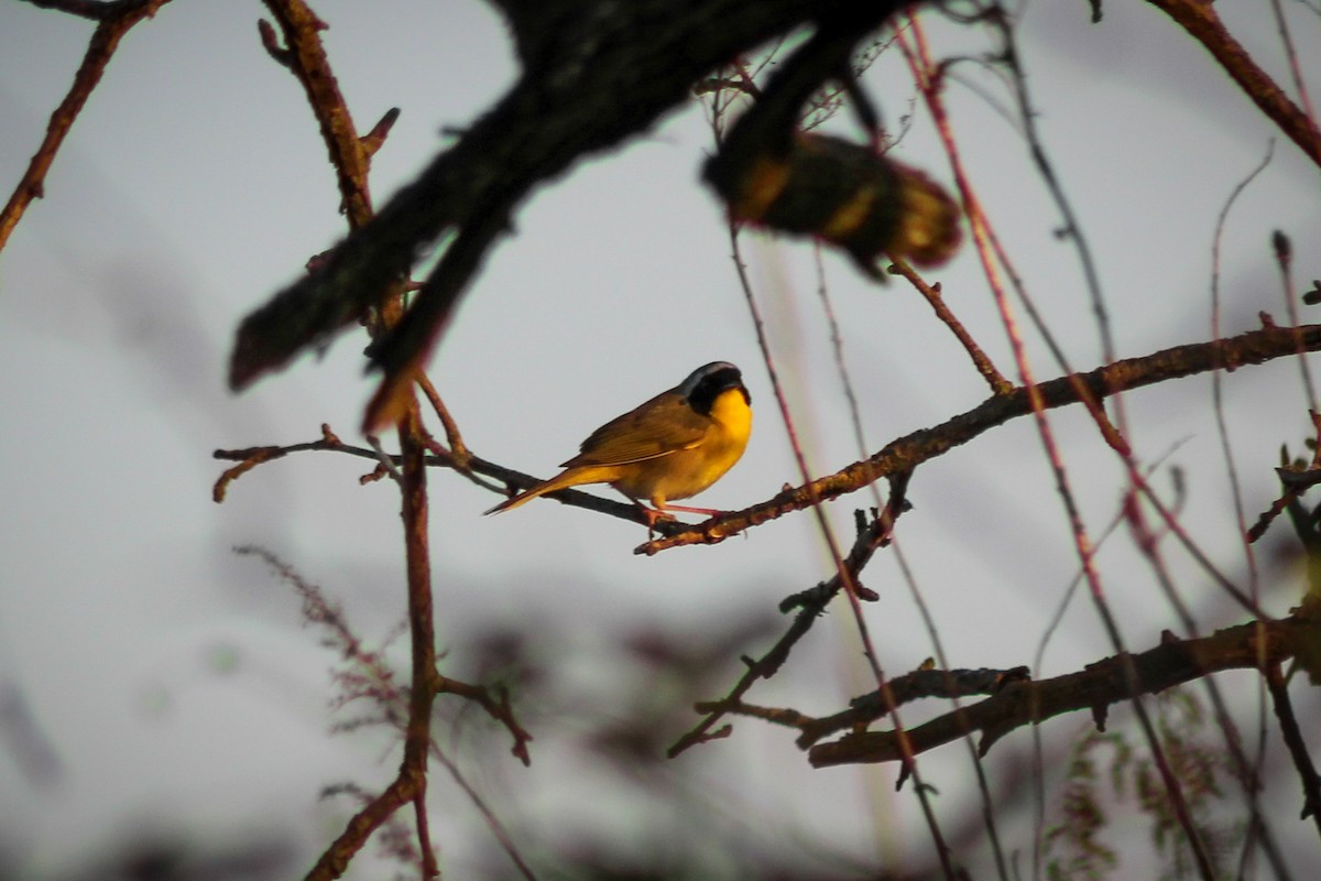 Common Yellowthroat - ML446883091