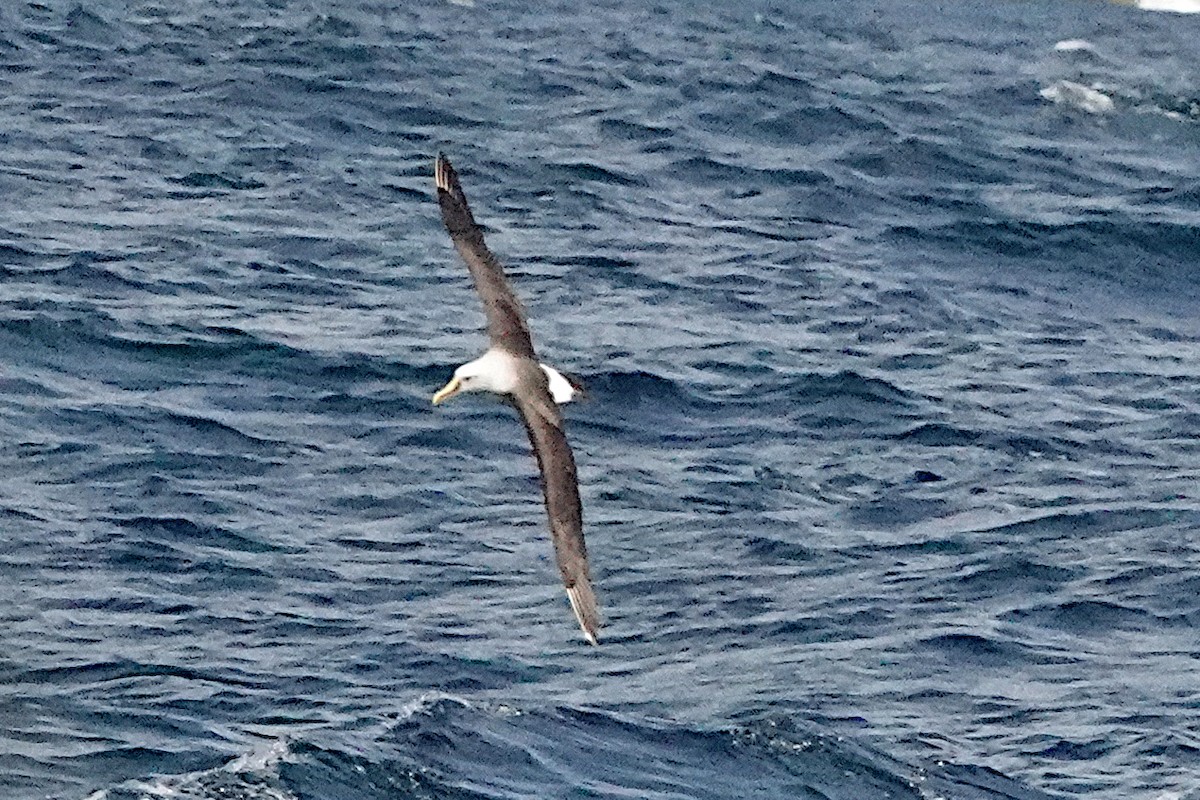 Buller's Albatross - ML446884771