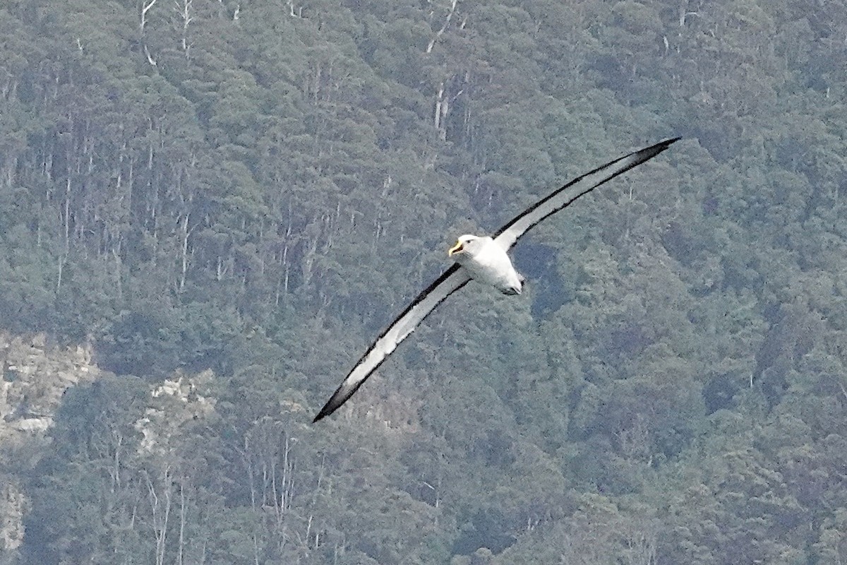 Buller's Albatross - ML446884781