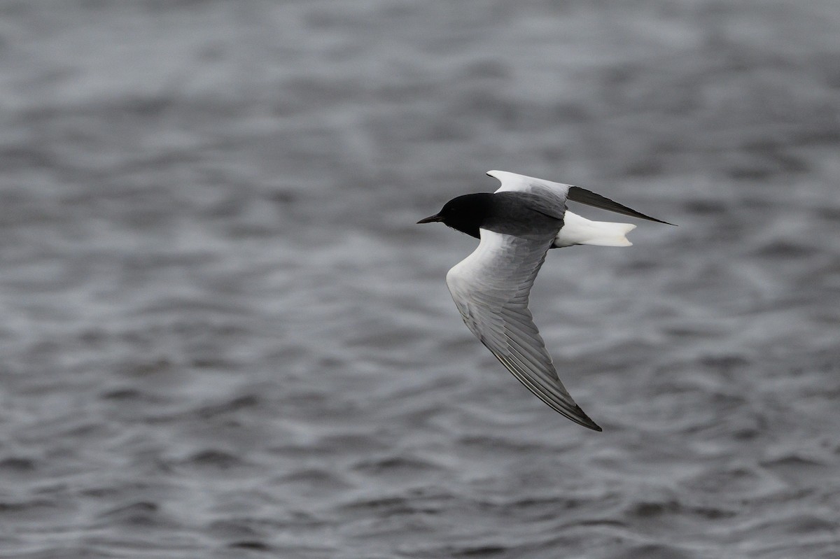 White-winged Tern - Stephen Davies