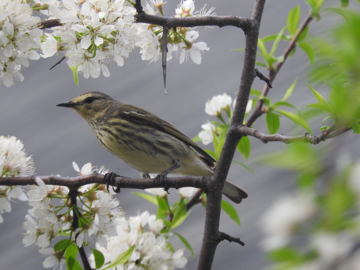 Cape May Warbler - ML446887771