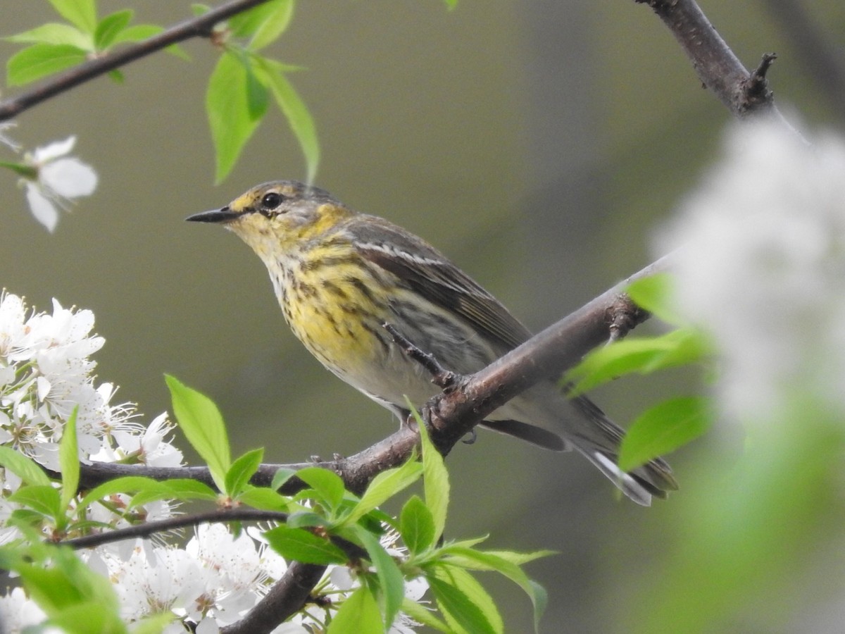 Cape May Warbler - ML446887791