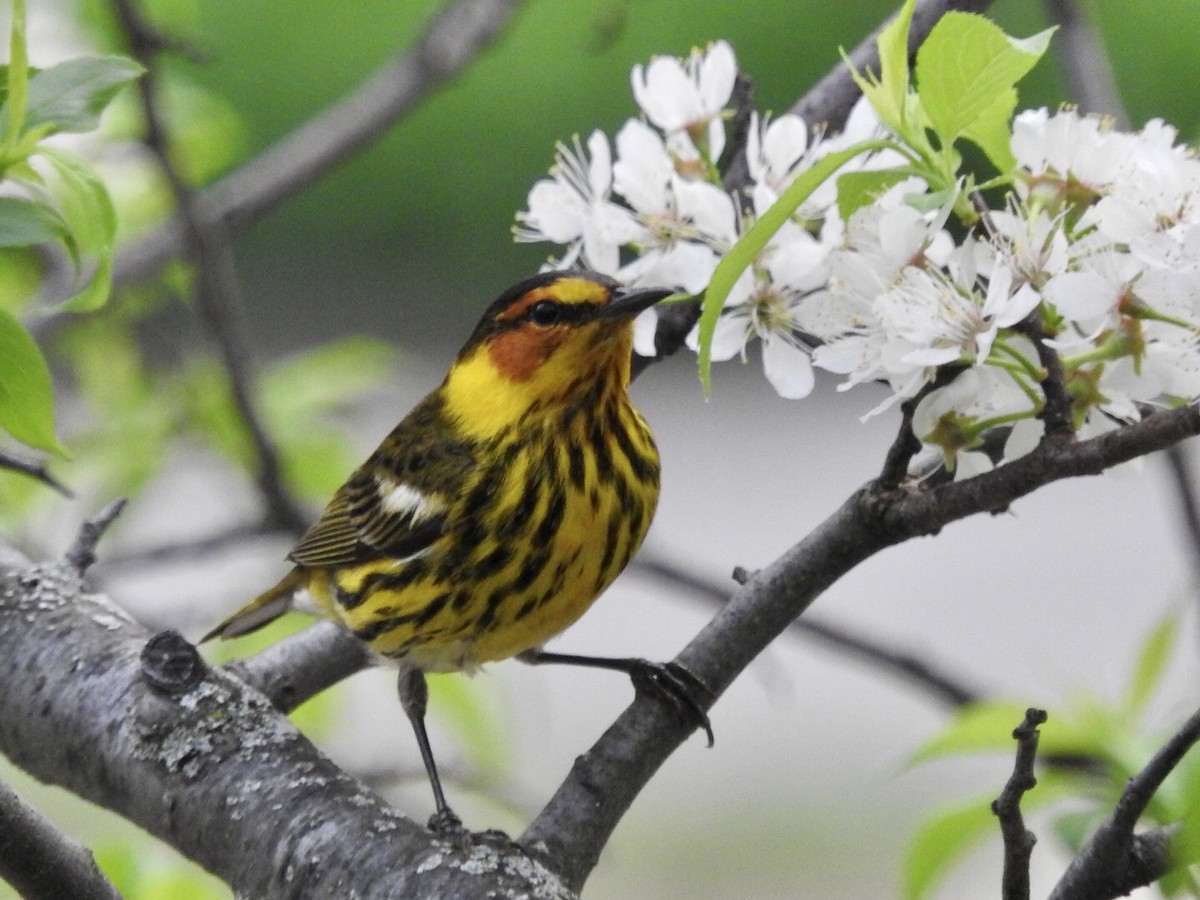 Cape May Warbler - ML446887801