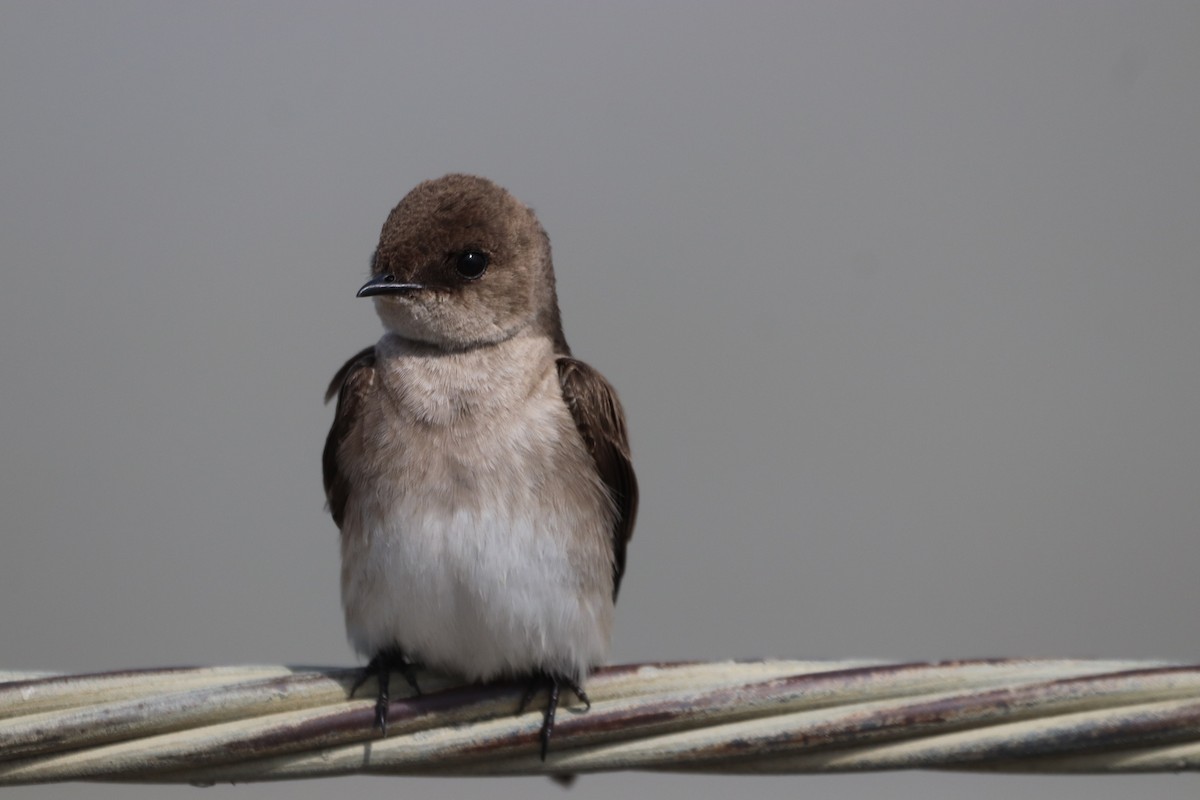 Northern Rough-winged Swallow - Paul Linton