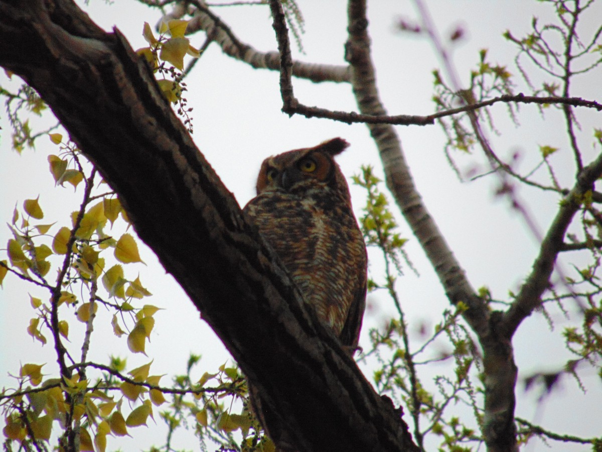 Great Horned Owl - ML446889771
