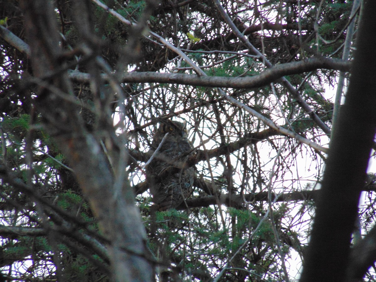 Great Horned Owl - ML446889811
