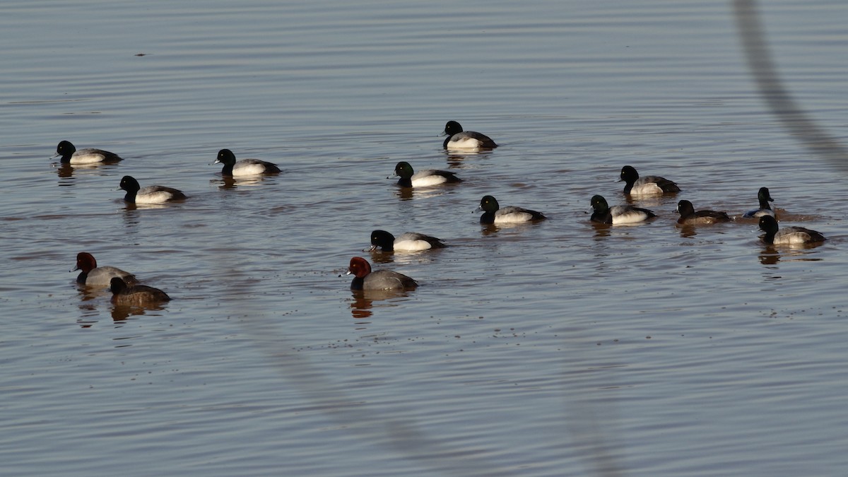 Greater Scaup - Rodney Crice