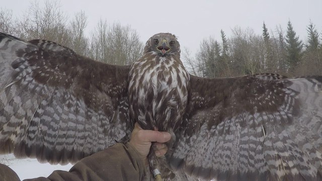Red-tailed Hawk (Harlan's) - ML446895841