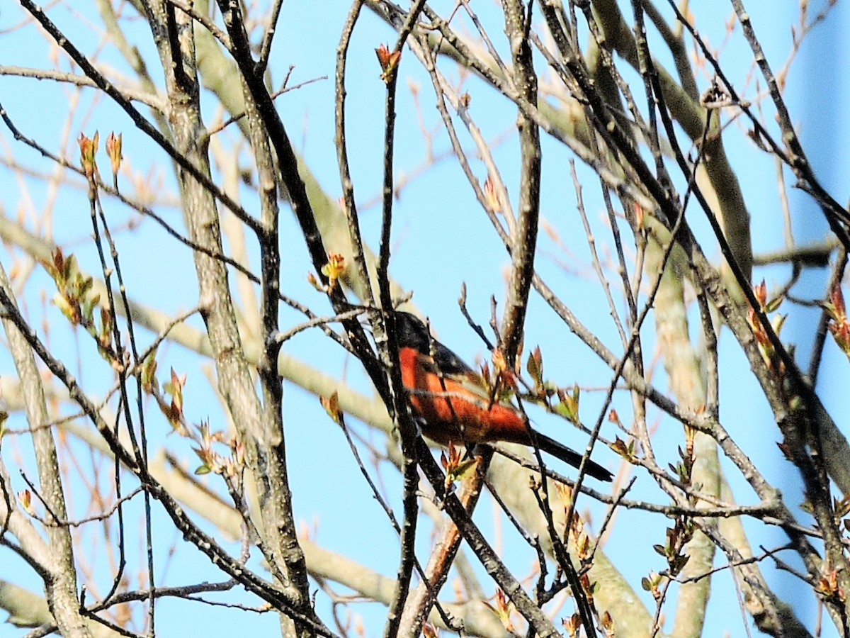 Orchard Oriole - ML446900221