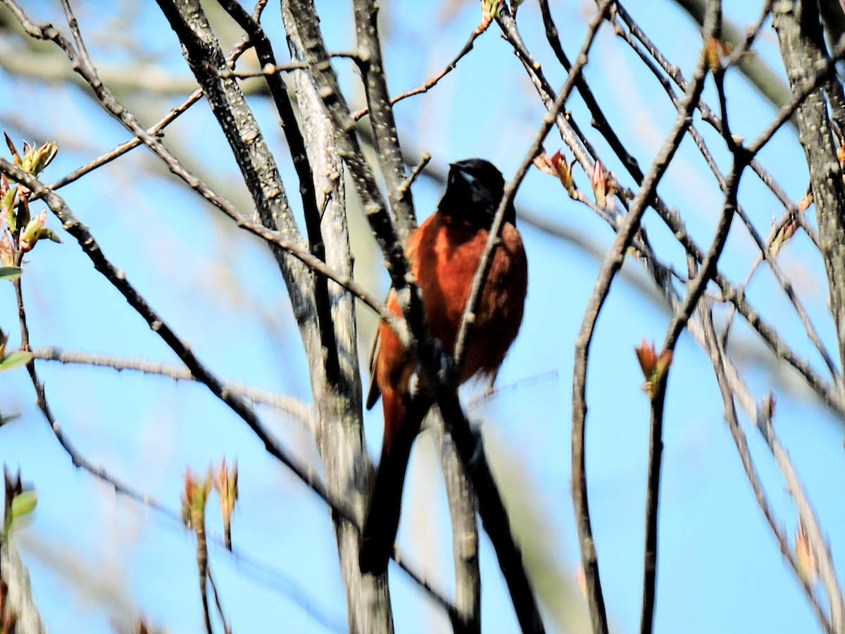 Orchard Oriole - ML446900491