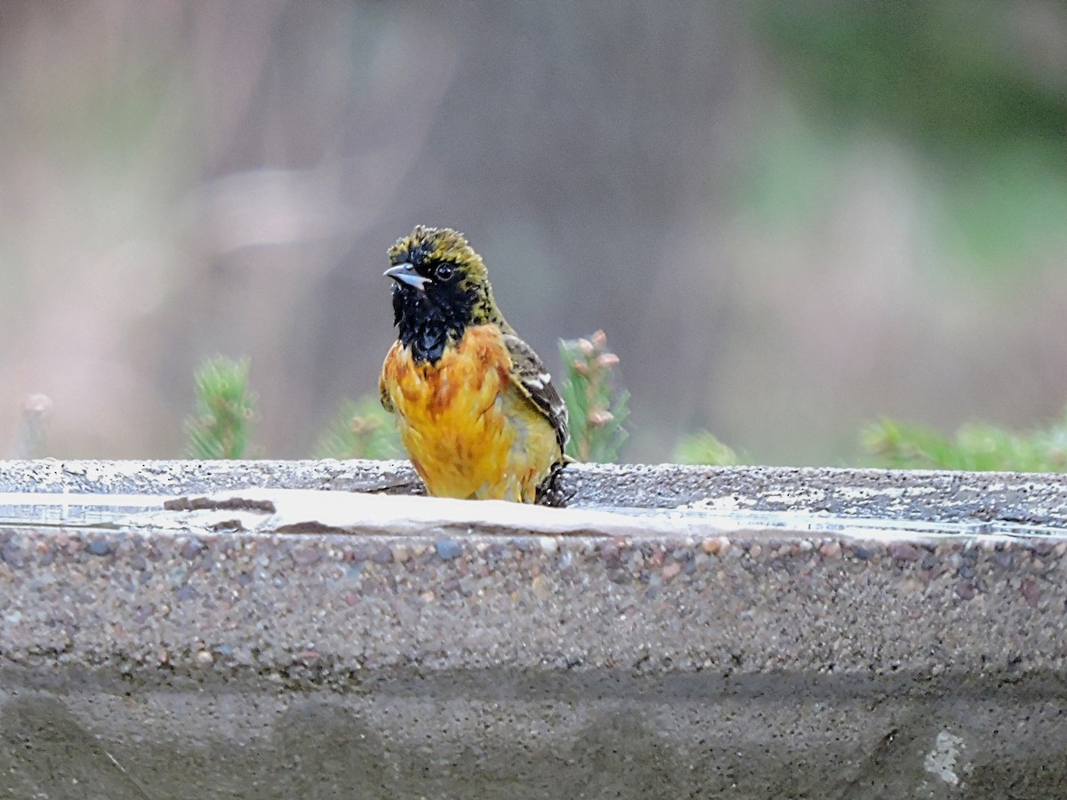 Orchard Oriole - ML446900571