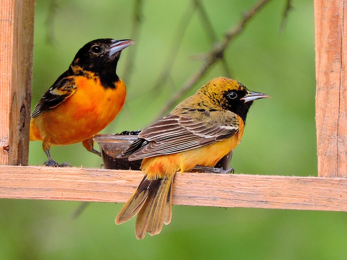 Orchard Oriole - ML446900701