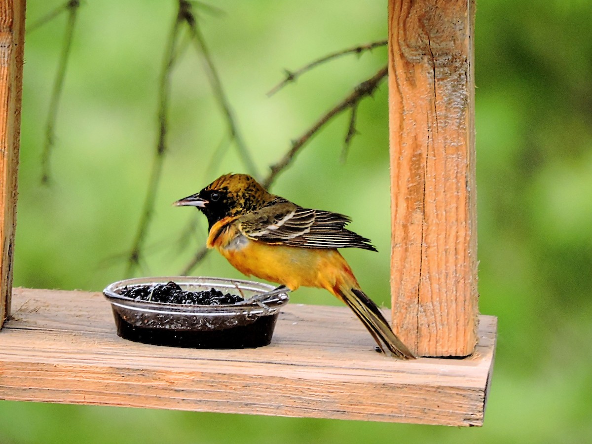 Orchard Oriole - ML446900821