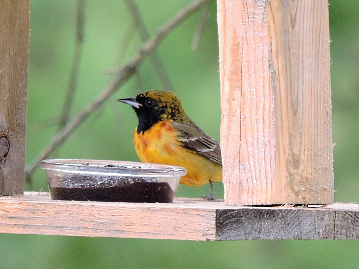 Orchard Oriole - ML446901051