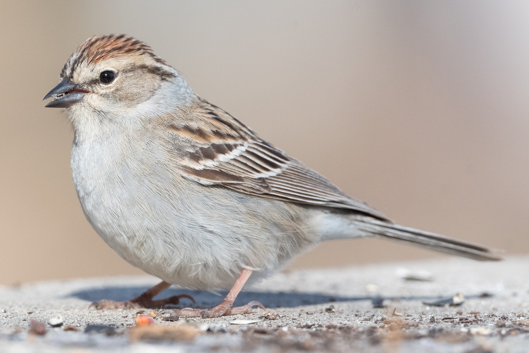 Chingolo cejiblanco x pálido (híbrido) - eBird
