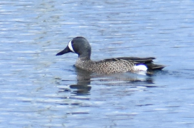 Blue-winged Teal - ML446905971