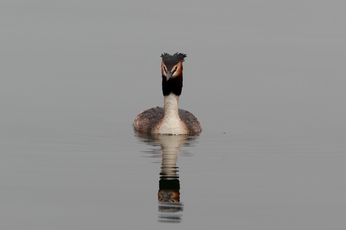 Great Crested Grebe - ML446909781
