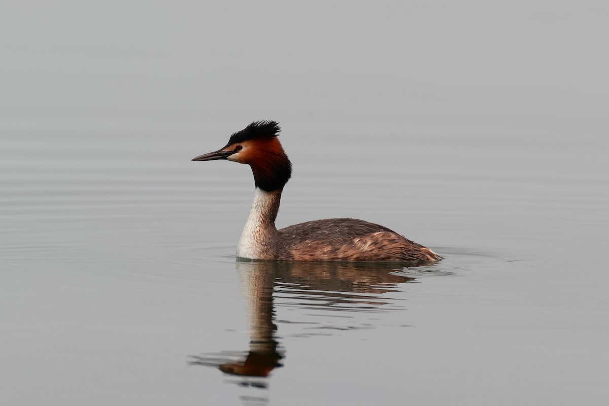 Great Crested Grebe - ML446909981