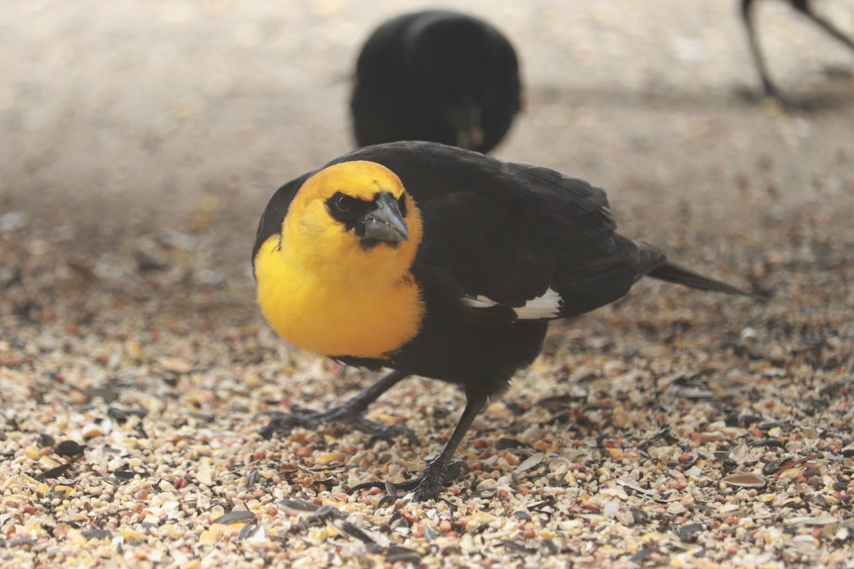 Yellow-headed Blackbird - ML446918401
