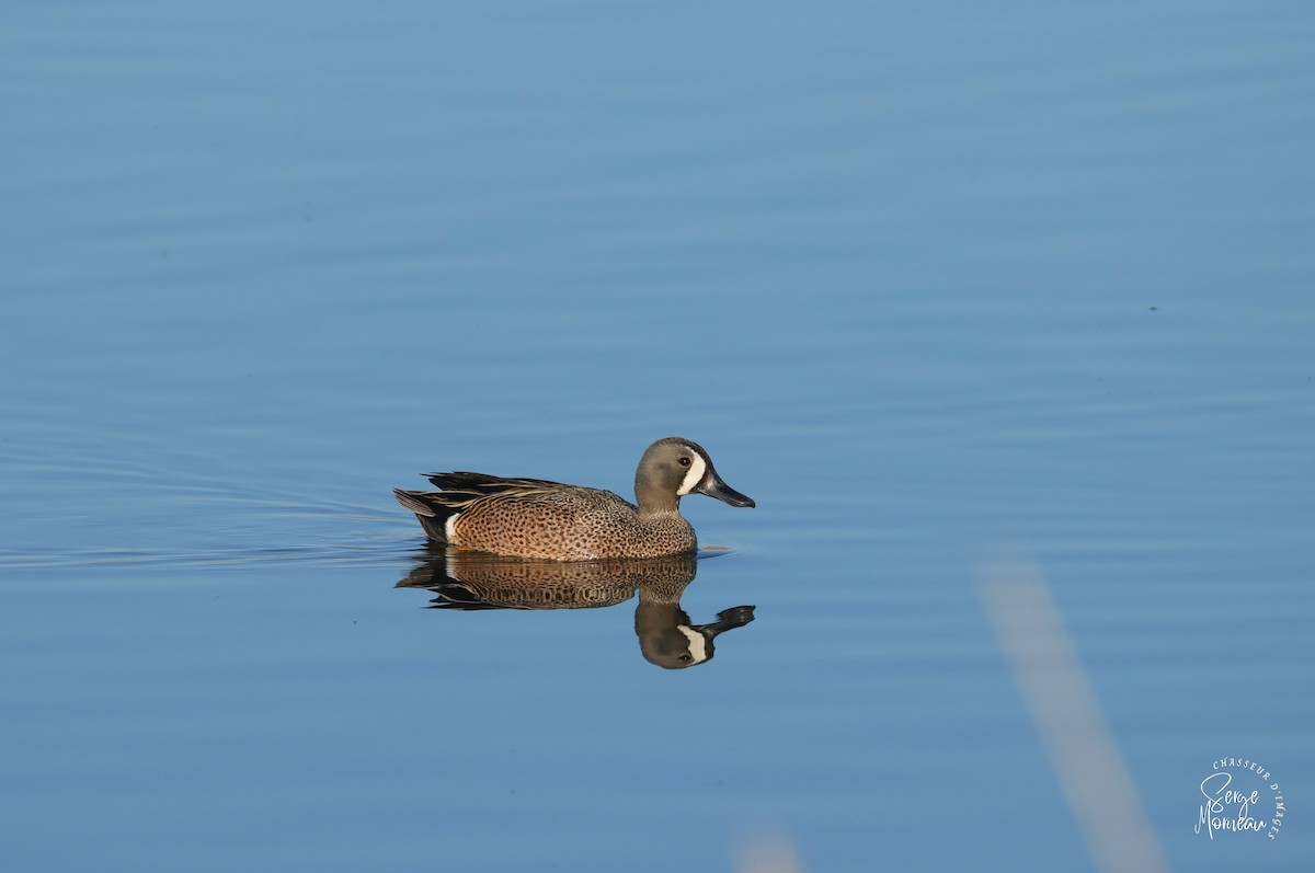 Blue-winged Teal - ML446920061
