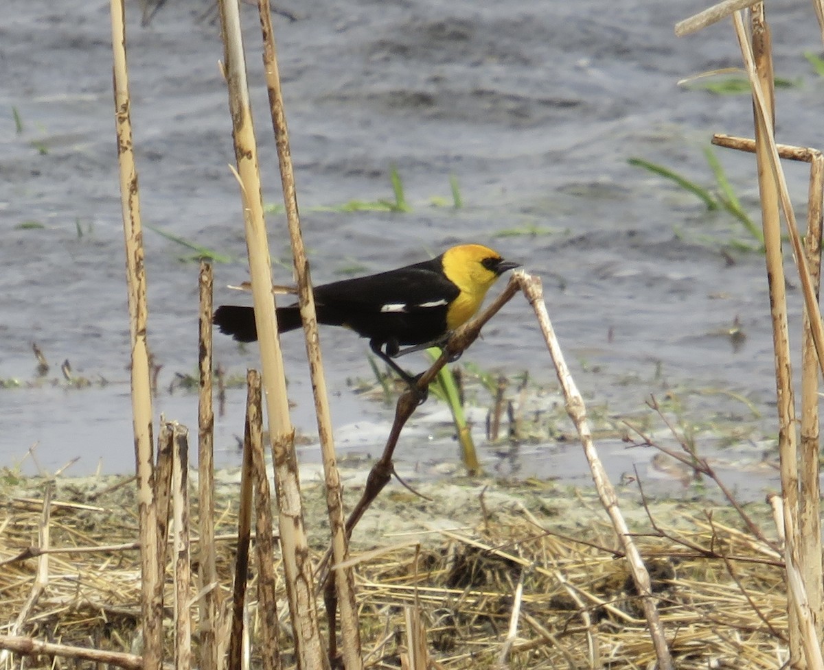 Yellow-headed Blackbird - ML446927191