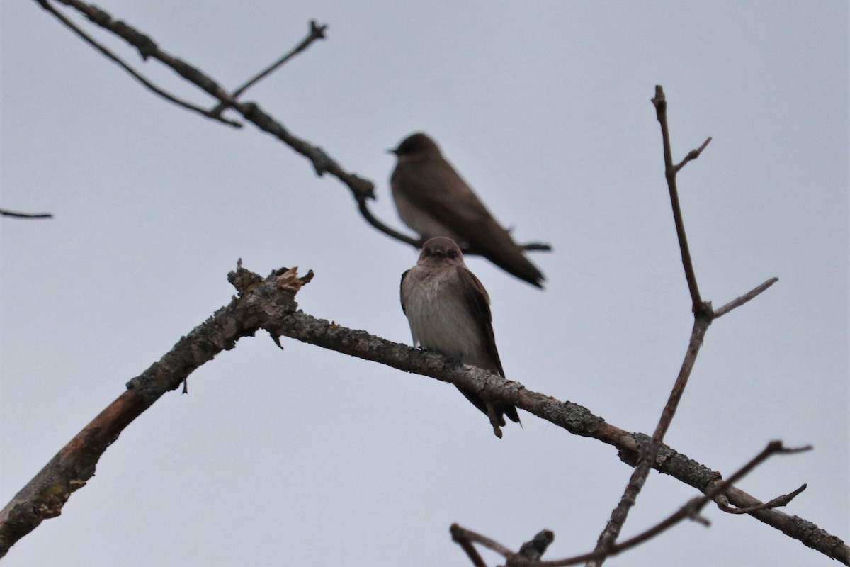 Northern Rough-winged Swallow - ML446929031