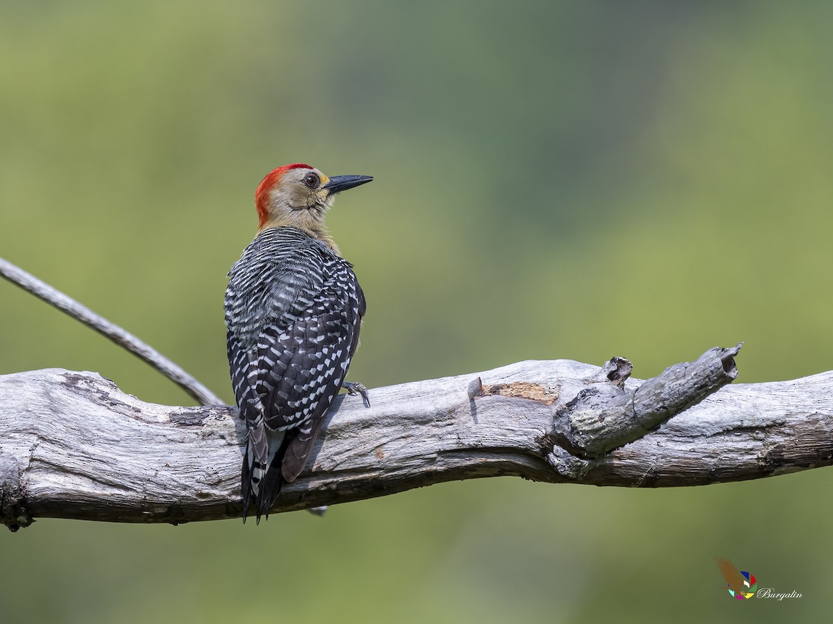 Red-crowned Woodpecker - ML446942431