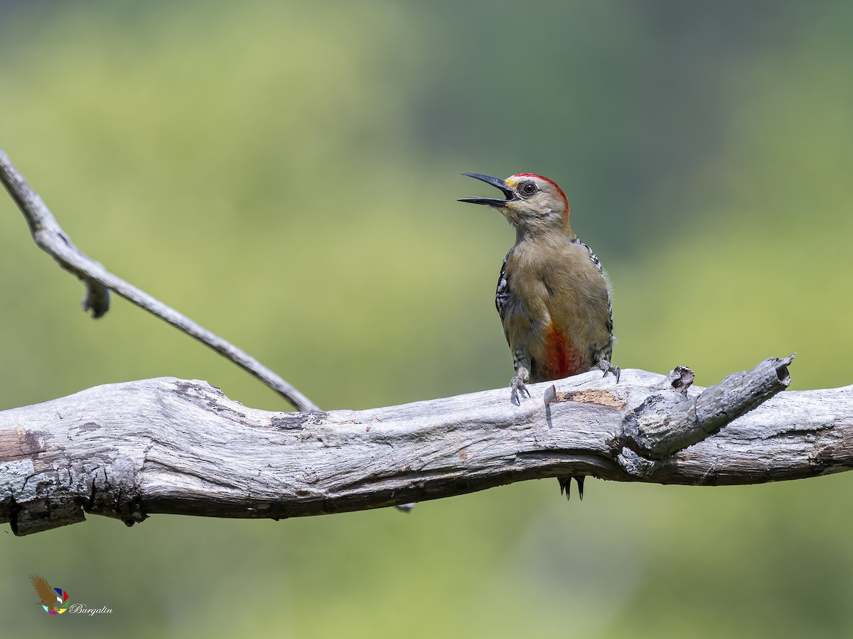 Red-crowned Woodpecker - fernando Burgalin Sequeria