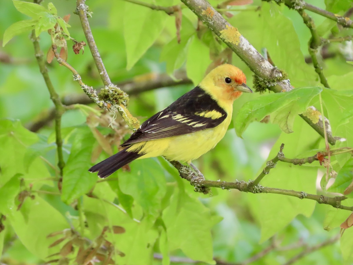 Western Tanager - ML446945221