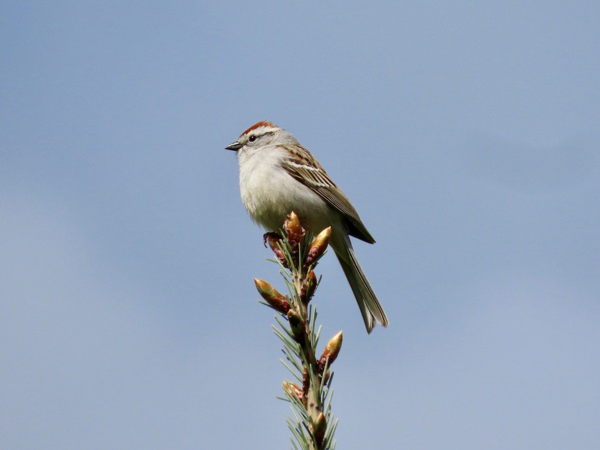 Chipping Sparrow - ML446945391