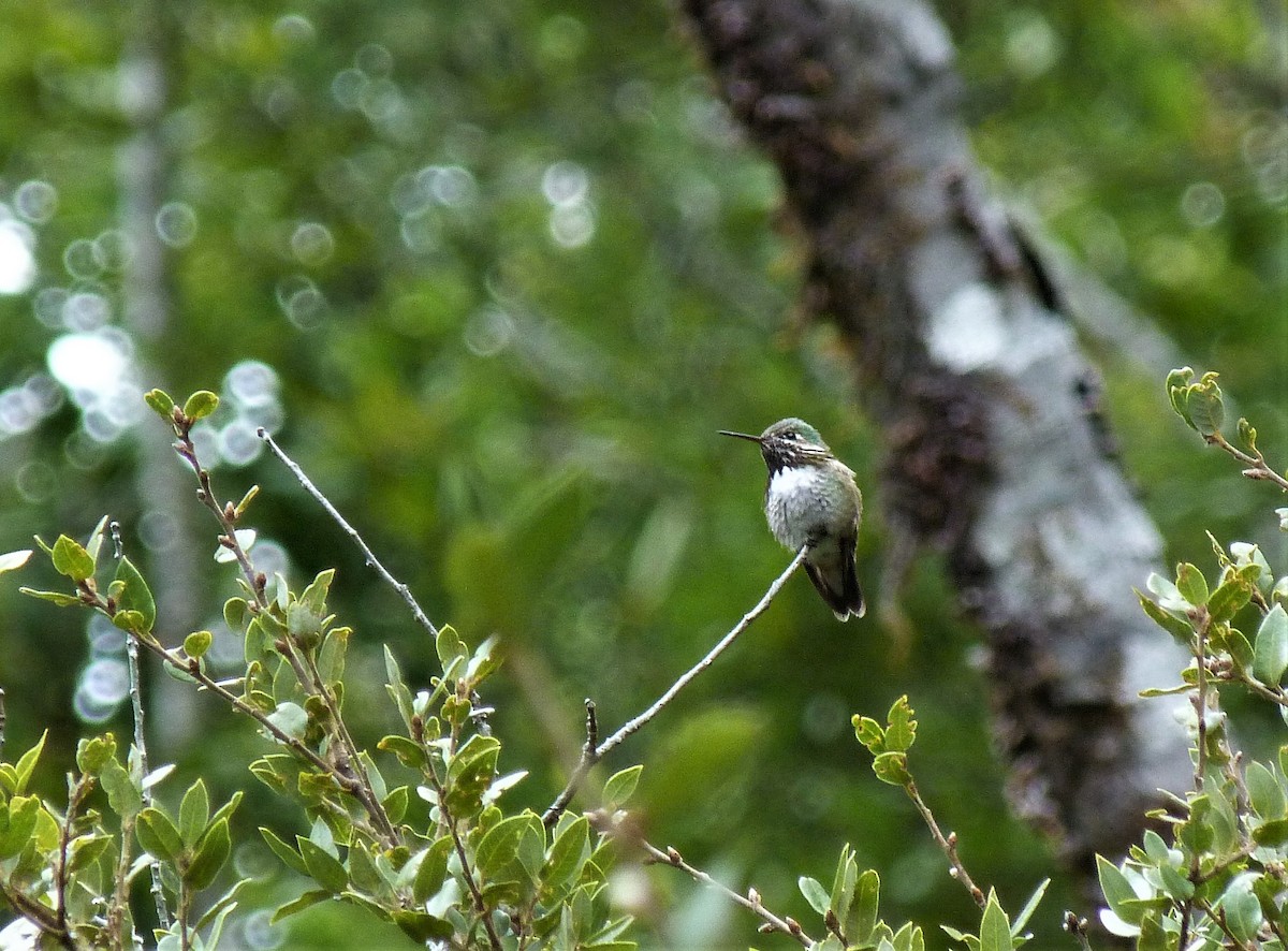 Calliope Hummingbird - Tony Kurz