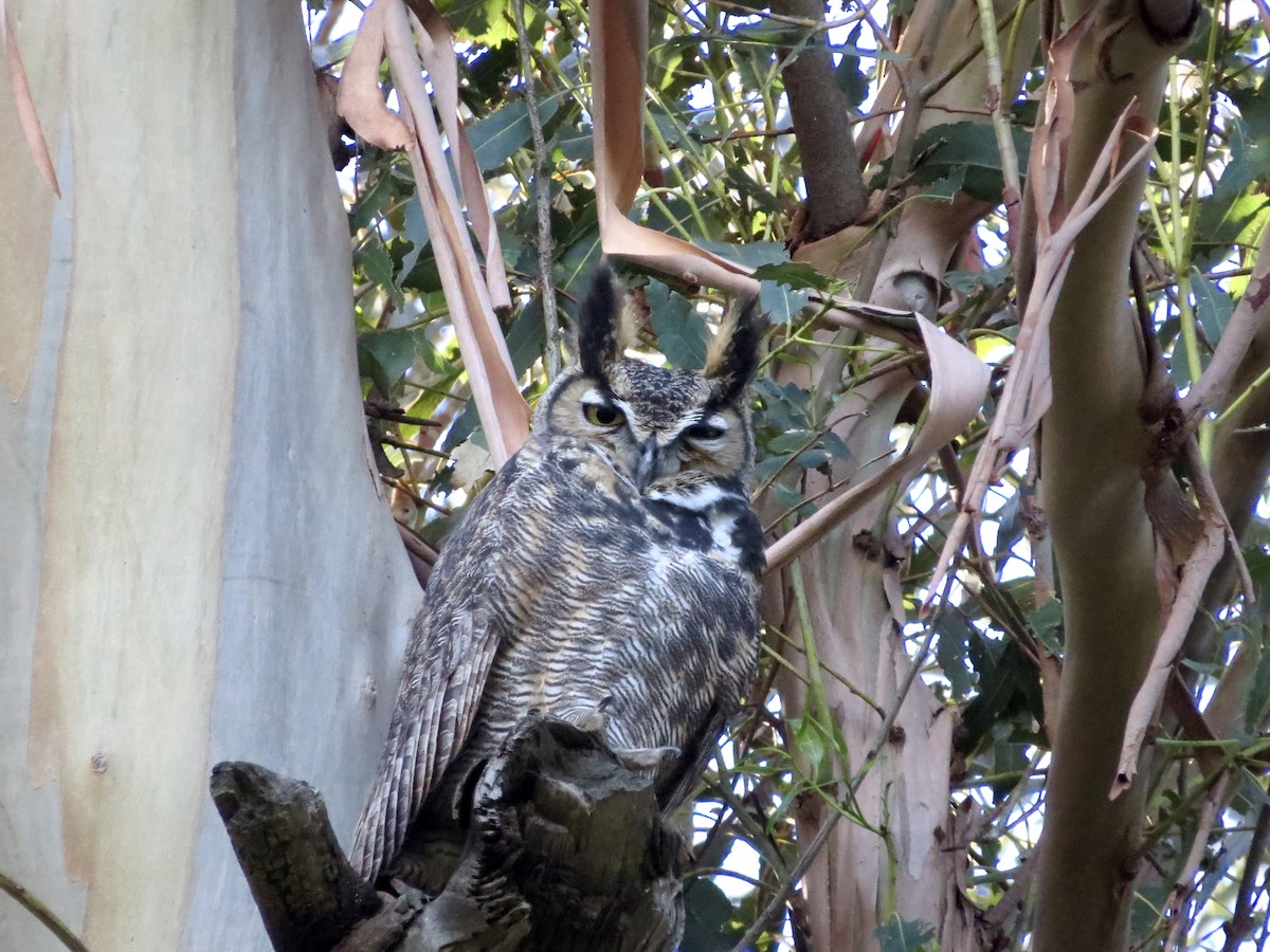Great Horned Owl - Maili Waters