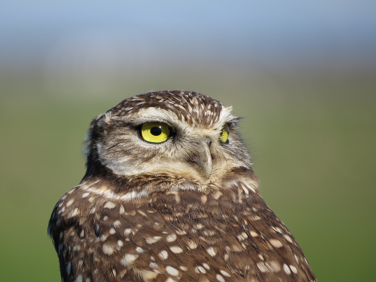 Burrowing Owl - Maili Waters