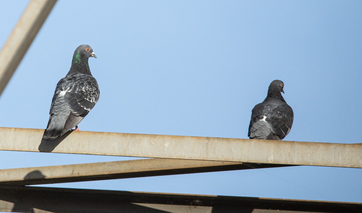 Rock Pigeon (Feral Pigeon) - ML446957491