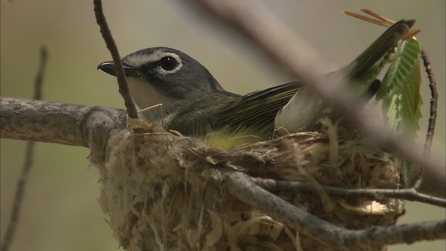  - Blue-headed Vireo