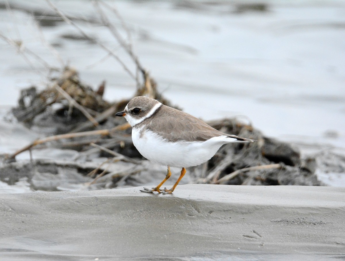 Semipalmated Plover - ML44696041