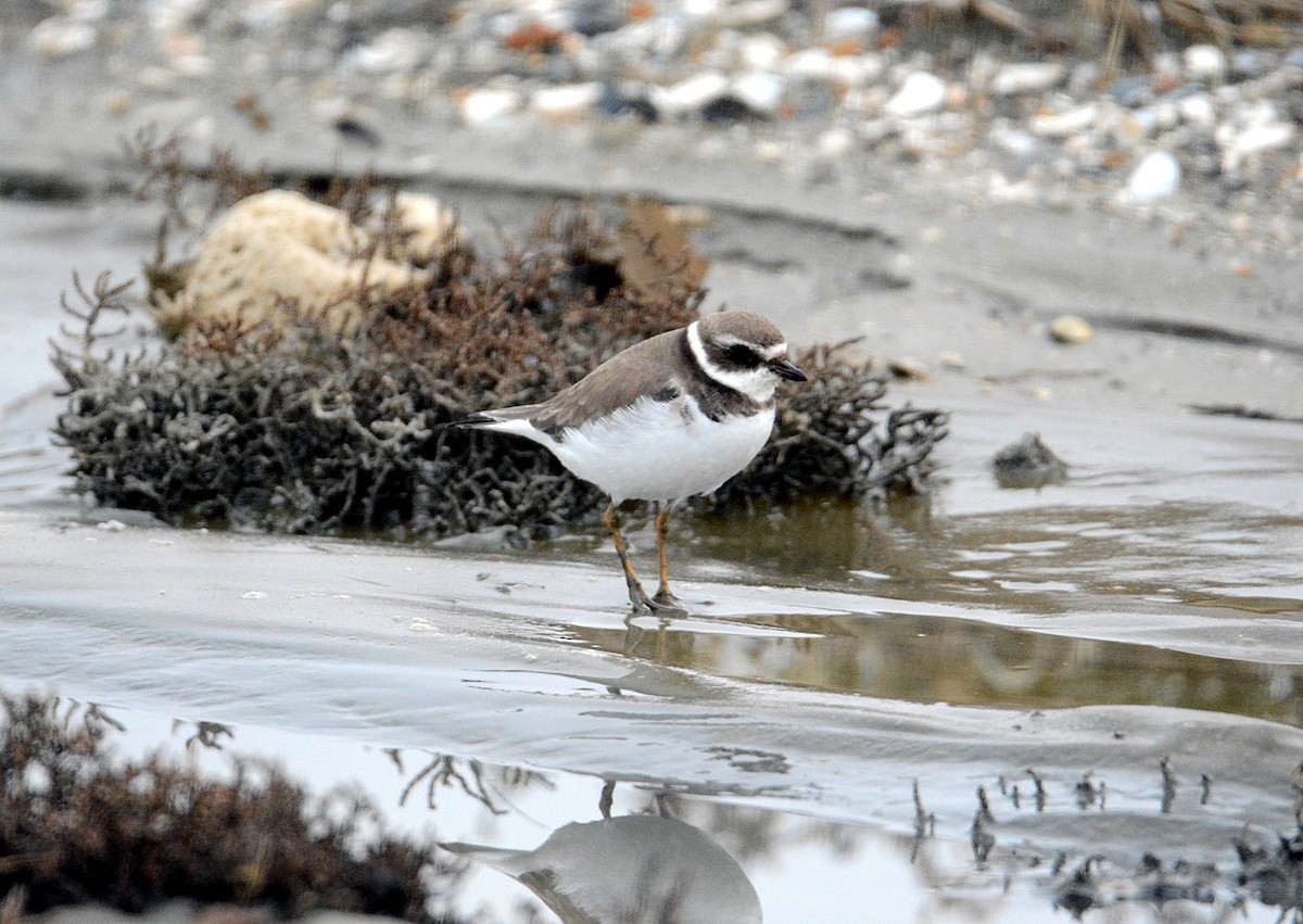 Semipalmated Plover - ML44696091