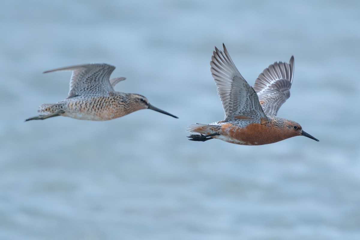 Red Knot - ML446966331
