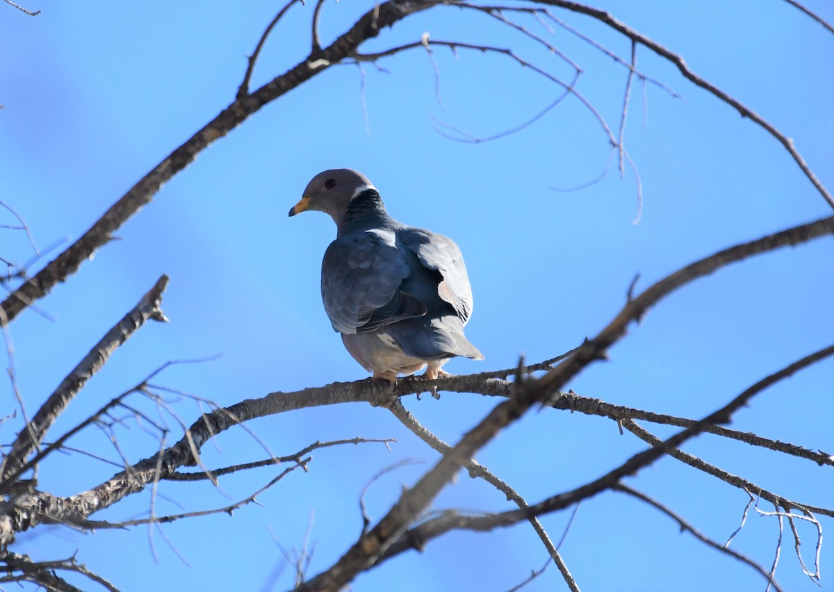 Band-tailed Pigeon - ML446966361